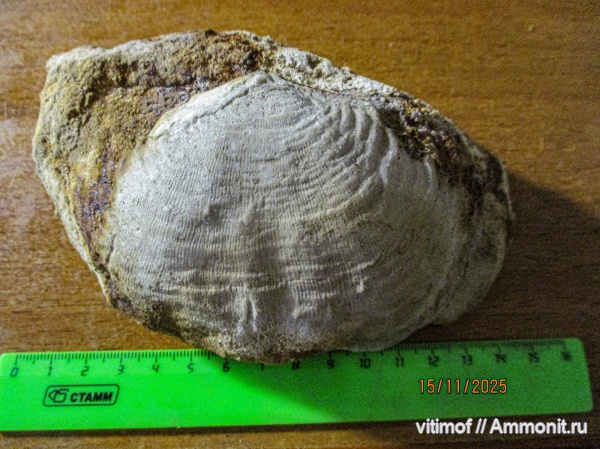 брахиоподы, беспозвоночные