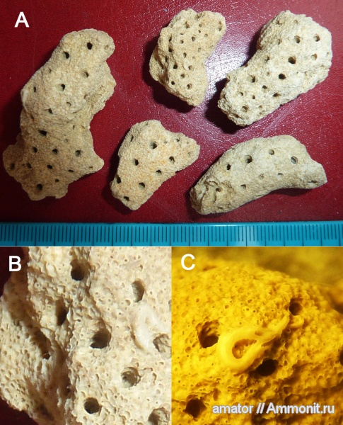 Serpulidae, Bryozoa, Neogene, Pliocene, Greece