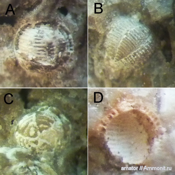Neogene, Foramenifera, Alveolinidae, Borelis, Borelis melo