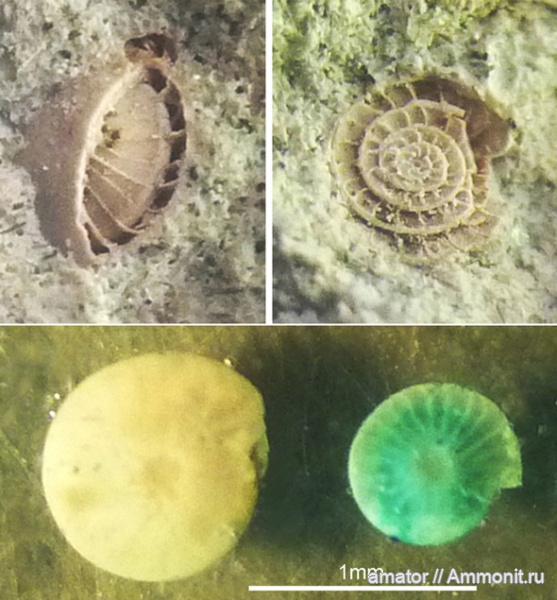 палеоген, фораминиферы, олигоцен, Foraminifera, Nummulitidae