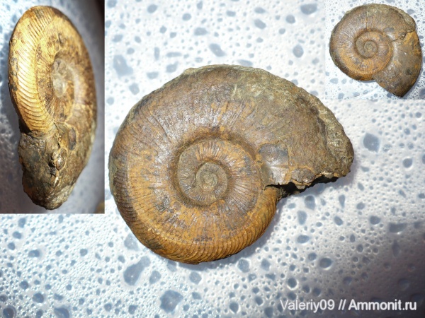 аммониты, юра, головоногие моллюски, Ammonites, КЧР, Jurassic