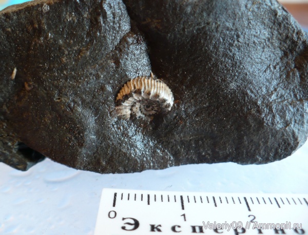 аммониты, Ammonites, Peronoceras