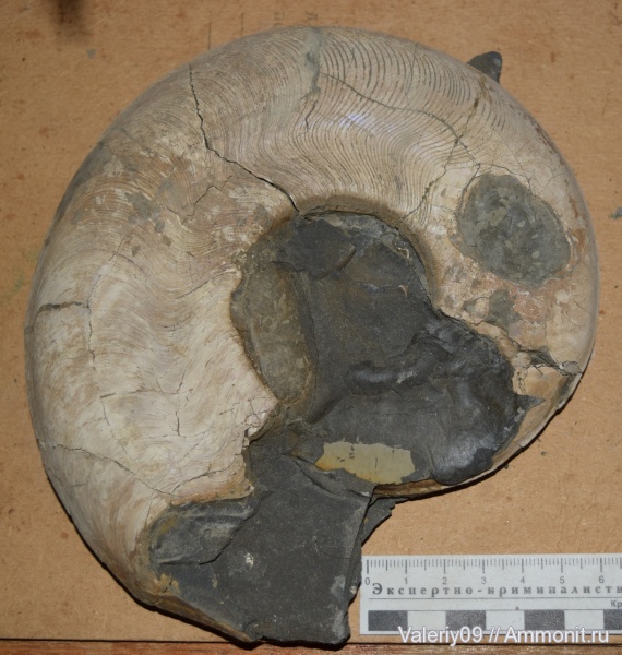 аммониты, тоар, Ammonites, Harpoceras, Toarcian
