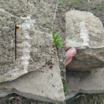 Гетероморф? (Emericeras?)