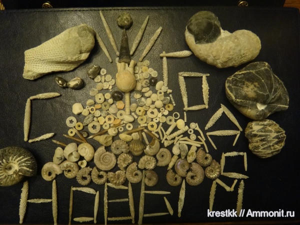 аммониты, белемниты, моллюски, иглокожие, Ammonites, belemnites