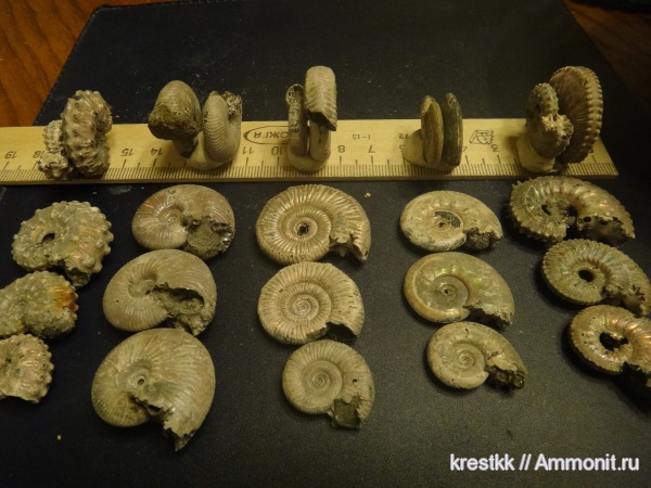 аммониты, юра, Ammonites, Jurassic