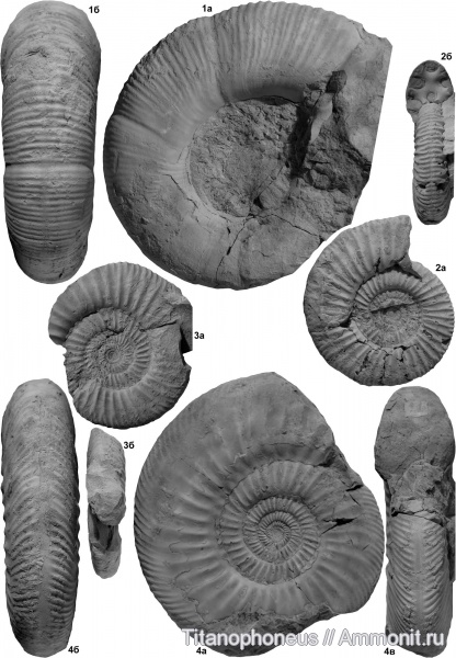 Parkinsonia, Dinolytoceras, верхний байос, Parkinsoniidae, Хурукра, Procerites, Durotrigensia
