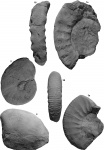 Аммониты верхнего келловея и двустворка среднего келловея разреза Цудахар