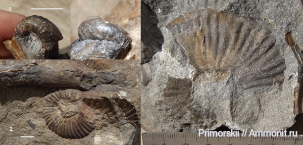 триас, Ceratitida, Приморский край, цератиты, Acrochordiceratidae, Triassic
