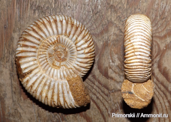 аммониты, юра, Мадагаскар, Perisphinctes, Ammonites, Jurassic