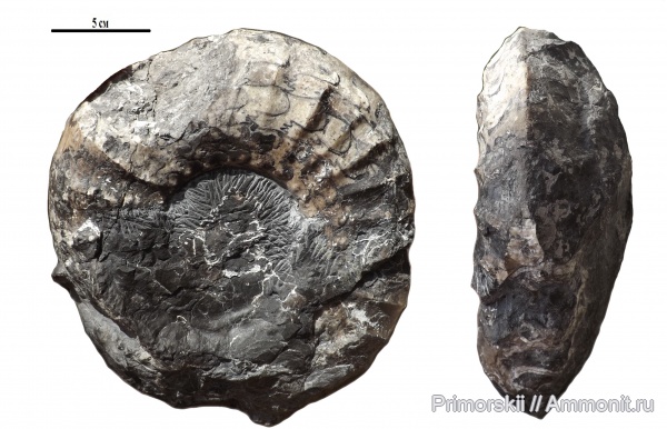 триас, Ceratitida, Приморский край, цератиты, Churkites, Triassic, Churkites subungunensis