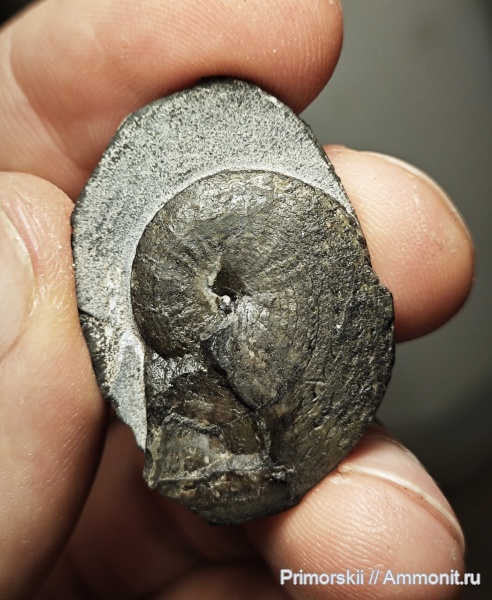 триас, Ceratitida, Приморский край, цератиты, Triassic, Cordillerites, Hedenstroemiidae