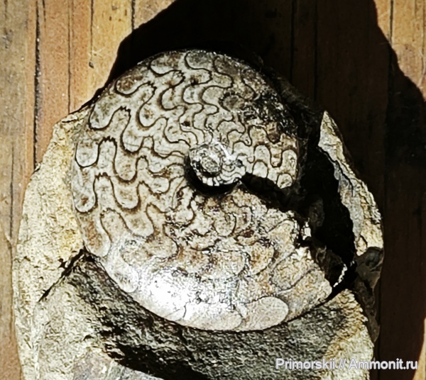триас, Ceratitida, Приморский край, цератиты, Triassic, Vercherites, Vercherites subcristatum