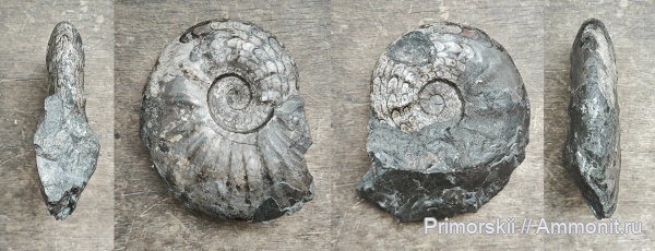 триас, Ceratitida, Приморский край, цератиты, Triassic, Submeekoceras, Submeekoceras subhydaspis