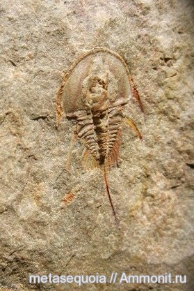 трилобиты, кембрий, Cambrian, Olenellus, Северо-Восточная Азия