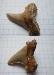 Зуб акулы Carcharocles sokolovi
