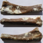Фрагмент кости задней конечности тюленя Monohopsis pontica
