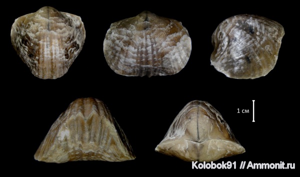 Tomestenoporhynchus, Rhynchonellidae, Leiorhynchidae, Tomestenoporhynchus rudkini