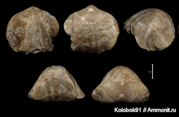 Tomestenoporhynchus, Tomestenoporhynchus rudkini, Прижизненные деформации (уродство) брахиопод