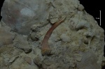 Зуб лопастепёрой рыбы