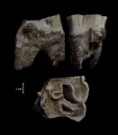Зуб шерстистого носорога