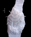 Spondylus sp. со следами псевдоузора