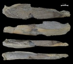 Челюсть Benthosuchus korobkovi