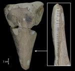 Benthosuchus korobkovi
