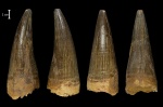 Зуб плиозавра