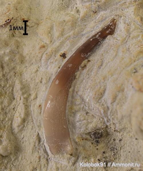 девон, рыбы, зубы, Sarcopterygii, Onychodontiformes