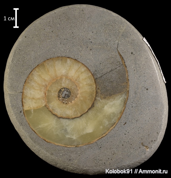 аммониты, юра, Великобритания, Ammonoidea, Dorset, Lyme Regis, Jurassic