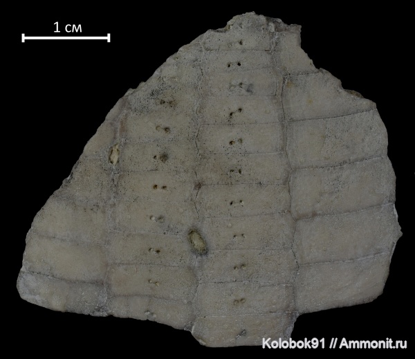 морские ежи, мел, Echinocorys, Echinodermata, Cretaceous