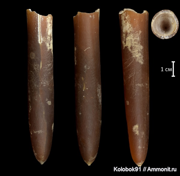 белемниты, мел, Belemnitella mucronata, кампан, Campanian, Cretaceous, belemnites