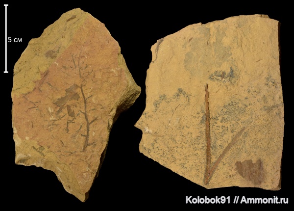 девон, Psilodendrion sibiricum, Psilodendrion, Красноярск