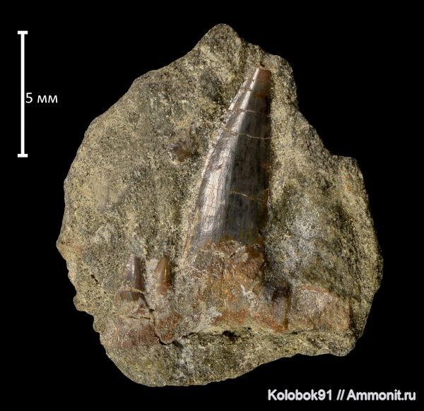 пермь, Stethacanthus
