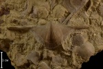 Cyrtospirifer poljanicus Ljasch.