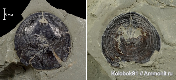 брахиоподы, девон, Lingulida, Orbiculoidea, inarticulata, беззамковые