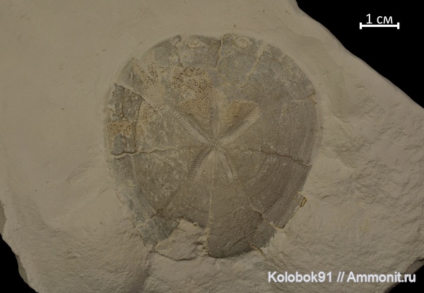 морские ежи, мел, Micraster, Echinodermata, Cretaceous, Micraster corbovis