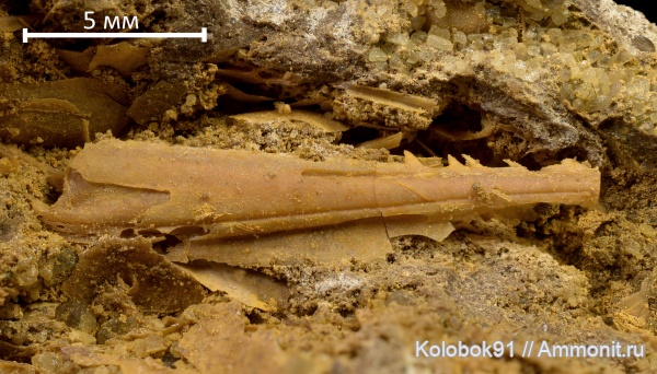 мел, рыбы, Cretaceous, fish