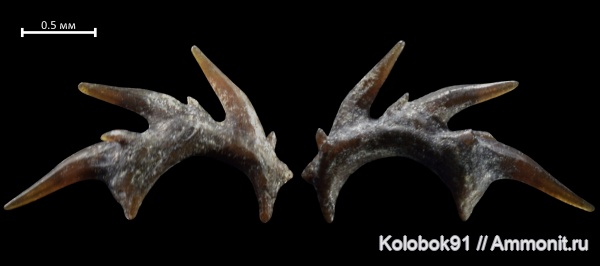 рыбы, зубы, позвоночные, Acanthodii, Acanthodiformes, челюсти, акантоды, fish, teeth, Ischnacanthidae, Gomphonchus