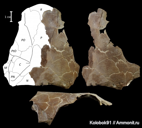 девон, рыбы, плакодермы, Placodermi, fish, nuchale, Arthrodiriformes