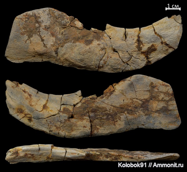 девон, рыбы, плакодермы, Placodermi, fish, Arthrodiriformes, infragnathals