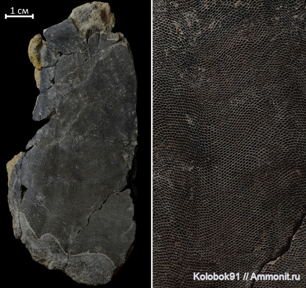 девон, Agnatha, бесчелюстные, Schizosteus, Schizosteus shkurlatensis