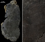 Schizosteus shkurlatensis