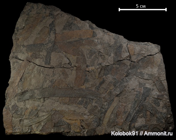 девон, водоросли, Shuguria