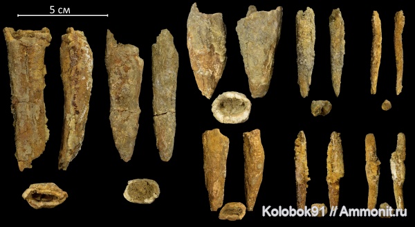 белемниты, юра, Якутия, belemnites, Megateuthididae, Passaloteuthididae