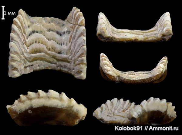 карбон, Цемгигант, рыбы, Solenodus, Cochliodontiformes, Solenodus crenulatus, fish