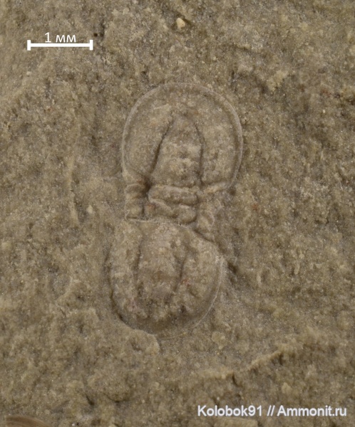 кембрий, Якутия, Agnostida, Tomagnostus fissus, Tomagnostus