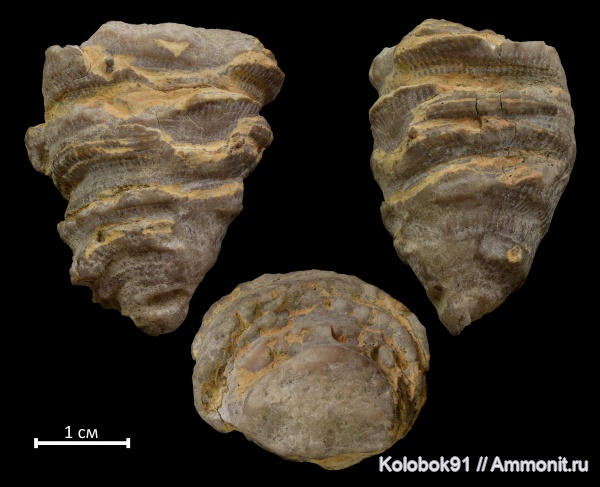 силур, кораллы, Алтай