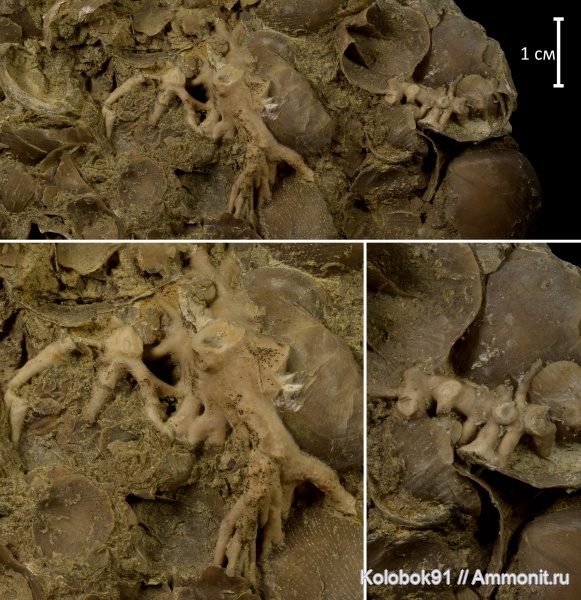 брахиоподы, морские лилии, девон, Theodossia, Crinoidea, holdfast, Theodossia tanaica